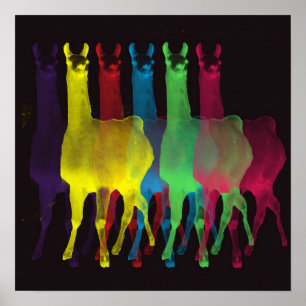 six llamas in six colours poster