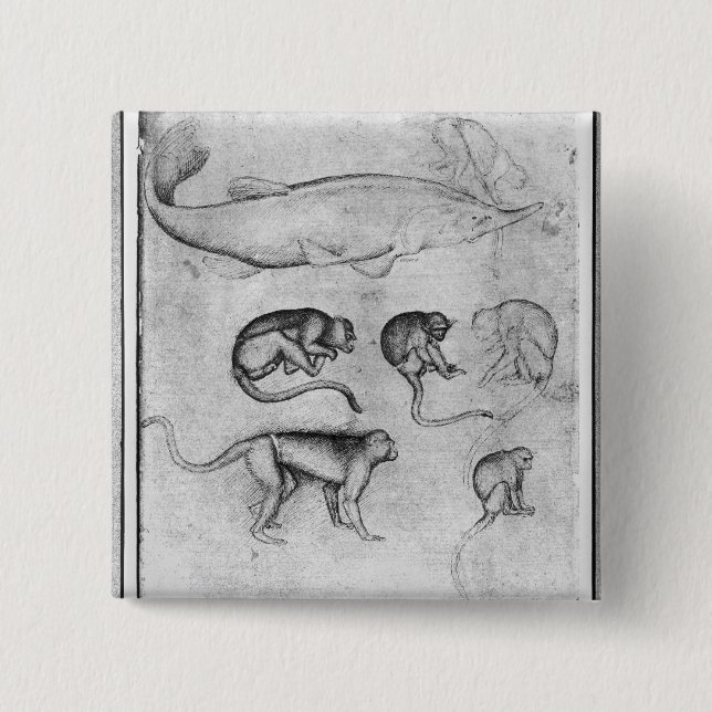Six Monkeys and a Sturgeon 2 Inch Square Button (Front)
