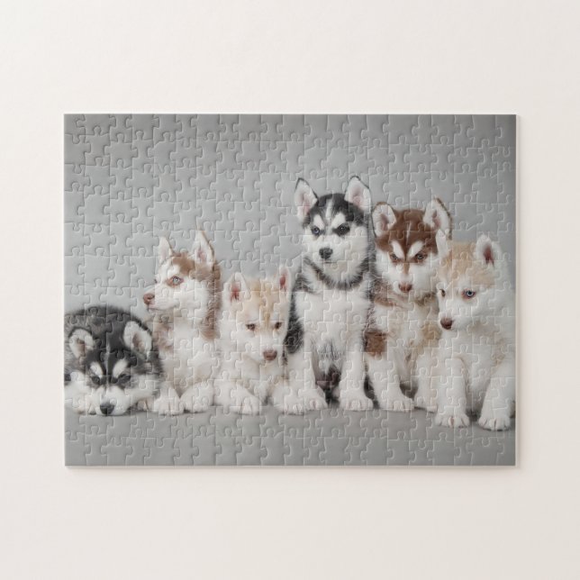 Six siberian husky puppies portrait jigsaw puzzle (Horizontal)