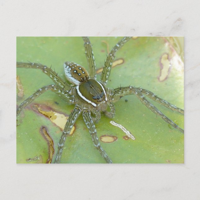 Six-spotted Fishing Spider Postcard (Front)
