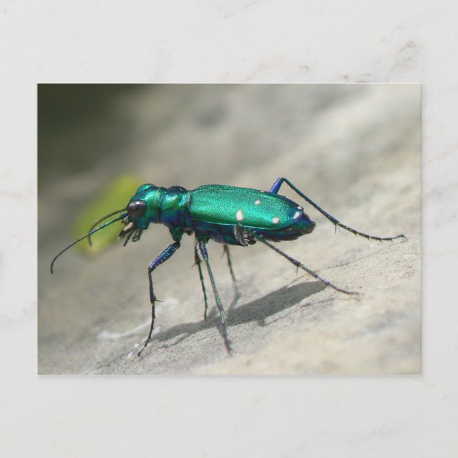 Six-spotted Tiger Beetle Postcard - Customized (Front)