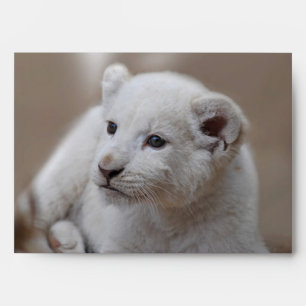 Six week old white baby lion cub envelopes