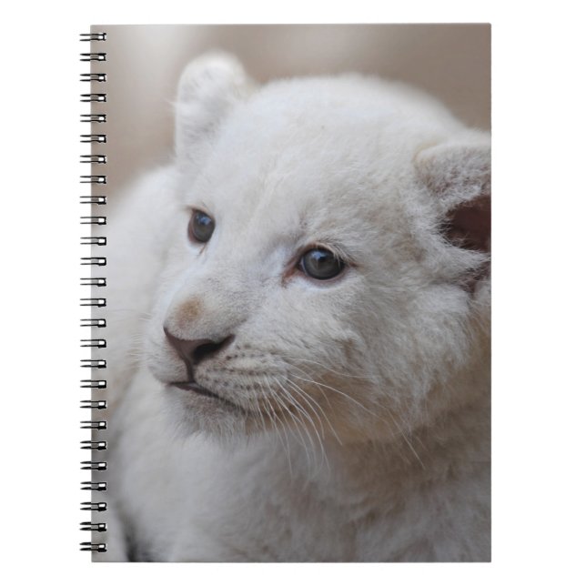 Six week old white baby lion cub notebook (Front)
