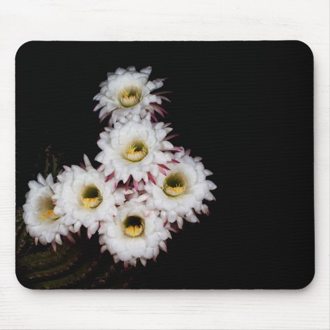 sixpence the richer cactus blooms mouse pad (Front)