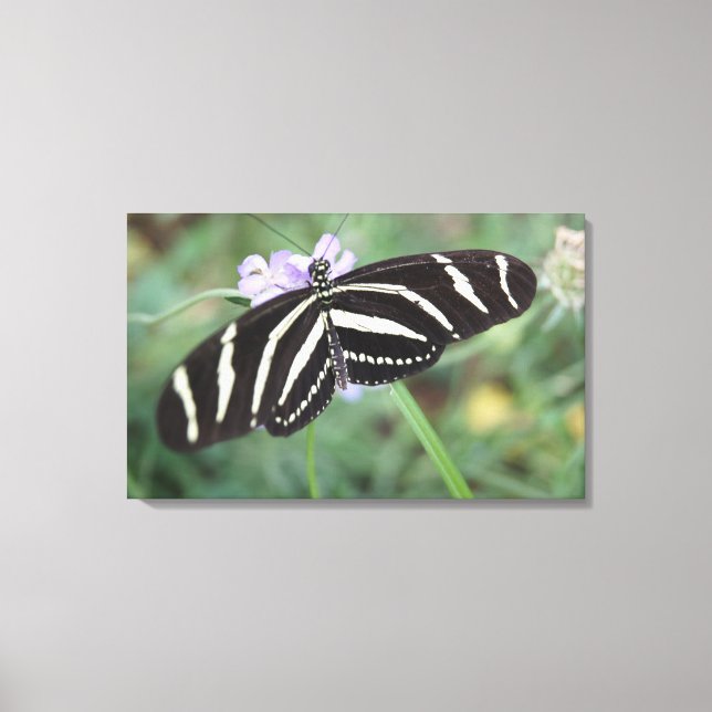 Sizzling Zebra Canvas Print (Front)