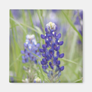 SJefferson Texas Bluebonnets Series #1 Magnet