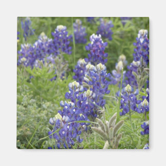 SJefferson Texas Bluebonnets Series #2 Magnet