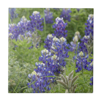 SJefferson Texas Bluebonnets Series #2 Tile