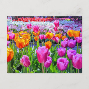 Skagit Valley Tulip Postcard