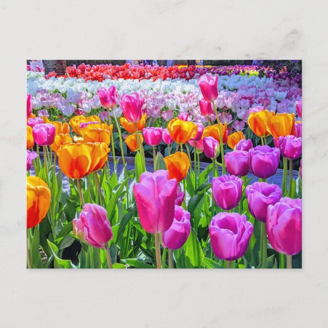 Skagit Valley Tulip Postcard (Front)