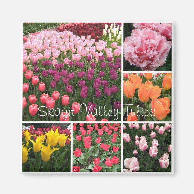Skagit Valley, WA tulips magnet (Front)