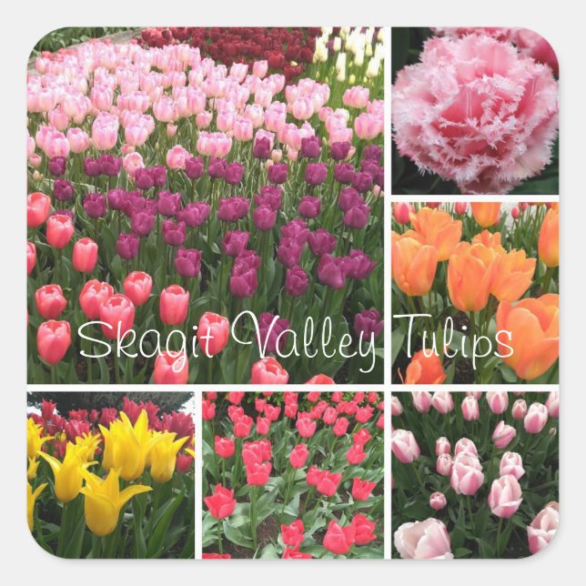 Skagit Valley, WA tulips sticker collage (Front)