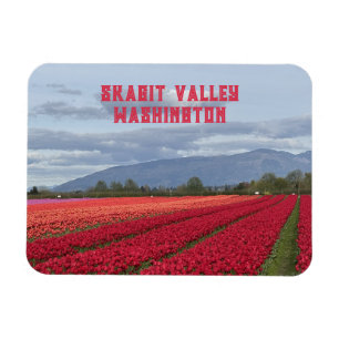 Skagit Valley Washington State Tulip Field Fridge  Magnet