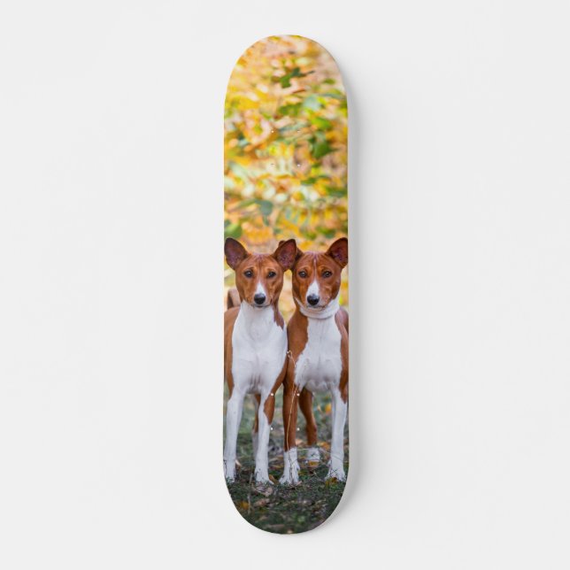 Skate board Canine brothers watching (Front)