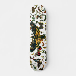 Skateboard Acherontia atropos