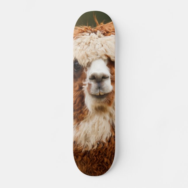 Skateboard Alpaca (Recto)