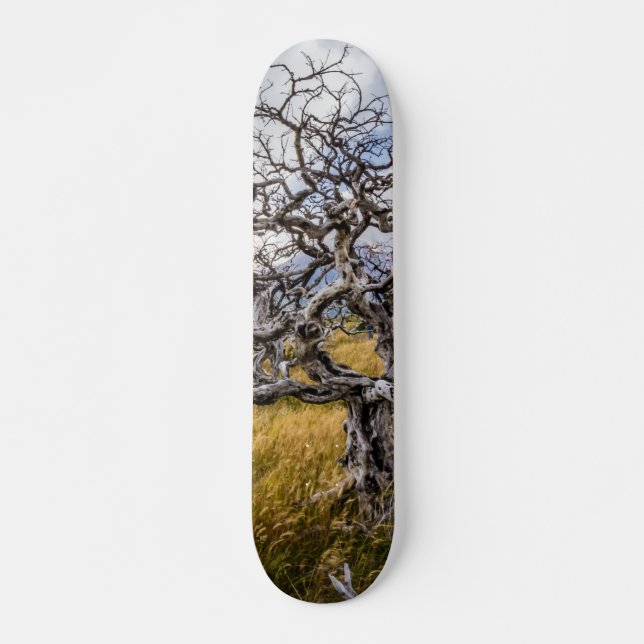 Skateboard Arbre brûlé, Torres del Paine, Chili (Devant)