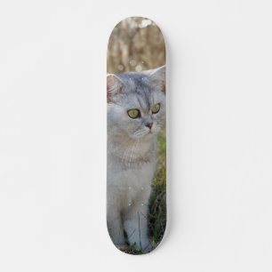 Skateboard Atento British short-haired cat