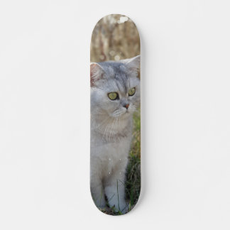 Skateboard Atento British short-haired cat