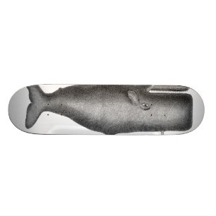 Skateboard Baleine Vintage