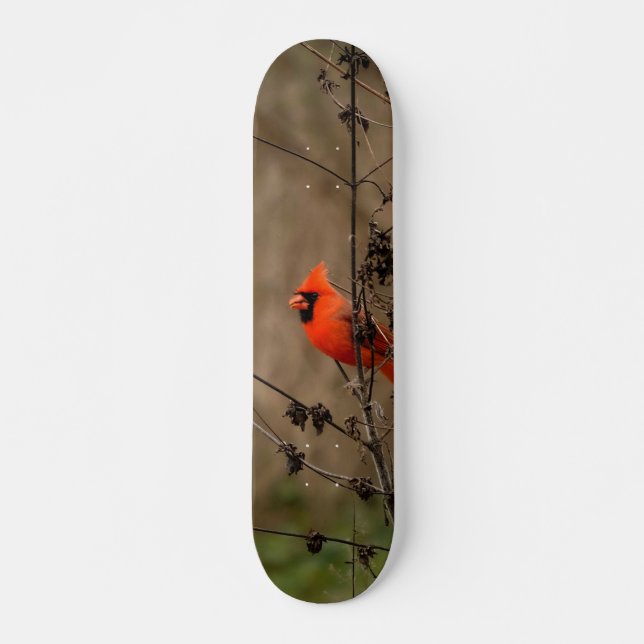 Skateboard Beau Cardinal du Nord (Devant)