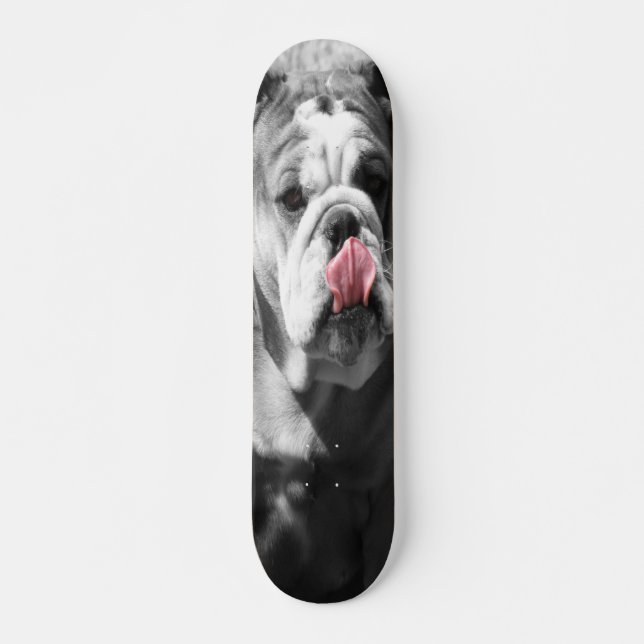 Skateboard bouledogue anglais (Devant)