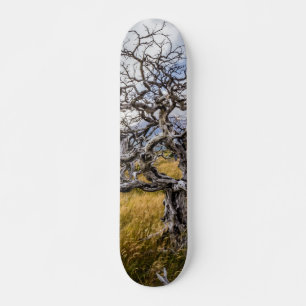 Skateboard Burnt tree, Torres del Paine, Chile