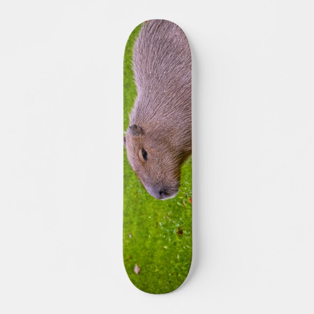 Skateboard Capybara Extraordinaire (Devant)