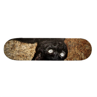 Skateboard chat noir