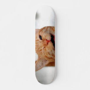 Skateboard Chat tabby mignon pleurant d'un oeil