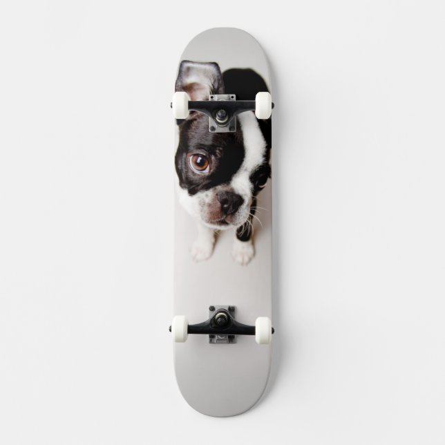 Skateboard Chiot d'Edison Boston Terrier (Recto)