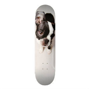 Skateboard Chiot d'Edison Boston Terrier