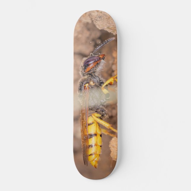 Skateboard Close-up photograph of a wasp (Recto)