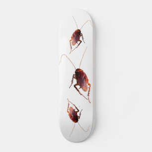 Skateboard Cockroach