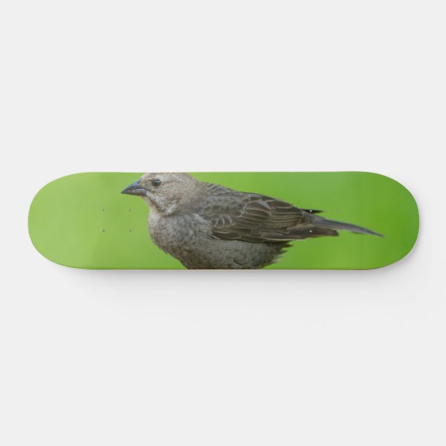 Skateboard Colibri à tête Brown (Horz)