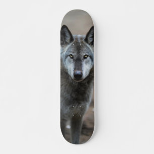 Skateboard Curious predator wild wolf dog