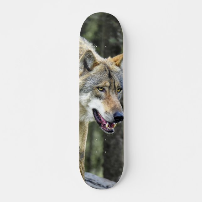 Skateboard Depredador lobo gris observando (Devant)