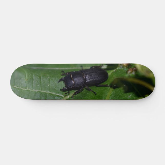 Skateboard Dorcus parallelipipedus, le moindre dendroctone du (Horz)