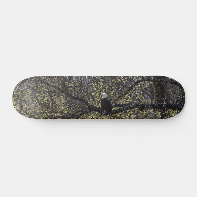 Skateboard Eagle Lookout Tableau de bord peint (Horz)