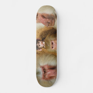 Skateboard Family of Baboons Papio Hamadryas Cologne Zoo