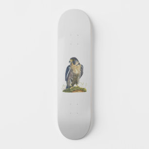 Skateboard Faucon pèlerin
