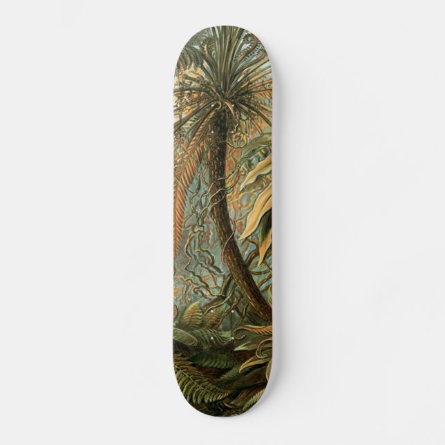 Skateboard Ferns Palm Tree Antiquité Botanique Ferns Art (Recto)