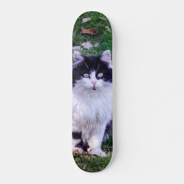 Skateboard Gato raza Maine Coon pelo largo (Devant)