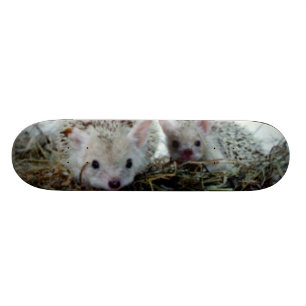 Skateboard Hérissons comme animaux familiers