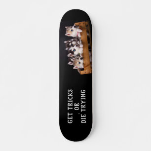 Skateboard Huski Pups dans une caisse Obtenir des trucs ou mo