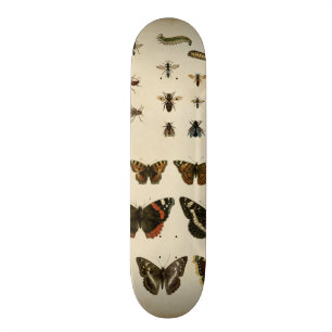 Skateboard Insectes de jardin par le studio de vision