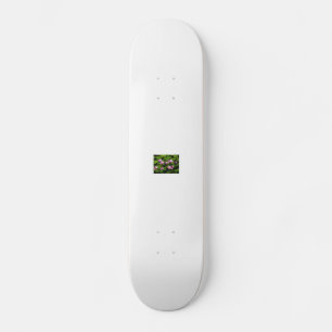 Skateboard kinafex page d'accueil zazzle.com et place du marc