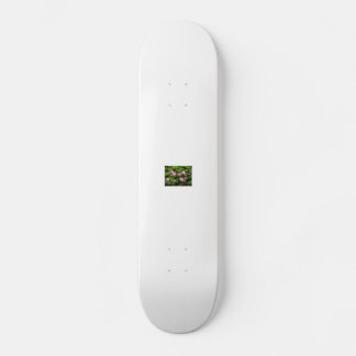 Skateboard kinafex page d'accueil zazzle.com et place du marc