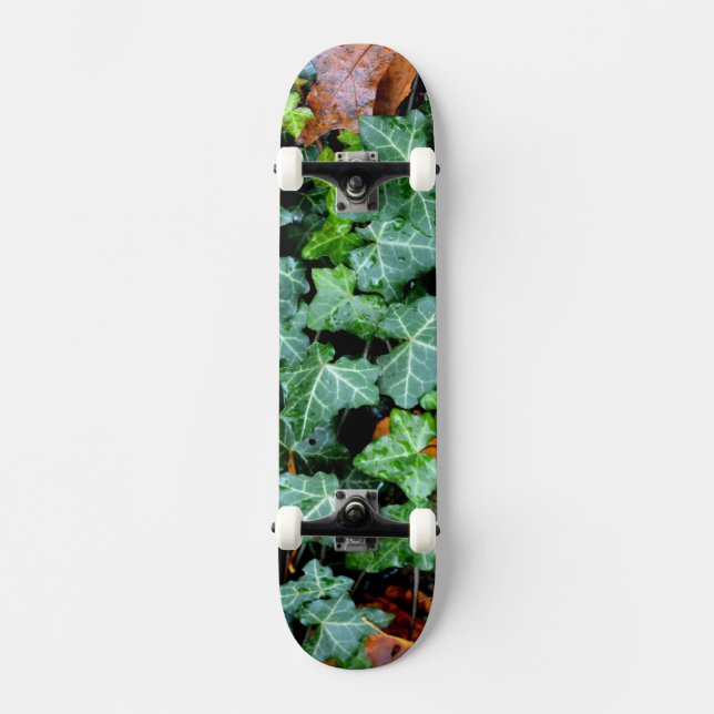 Skateboard Lierre et pierre de champ (Recto)