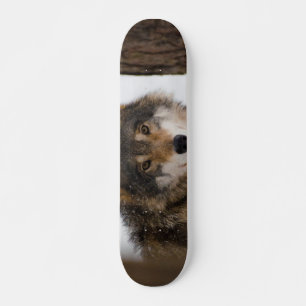 Skateboard Loup gris d'Europe